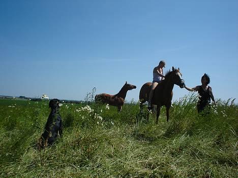 Blanding af racer Ricko billede 12