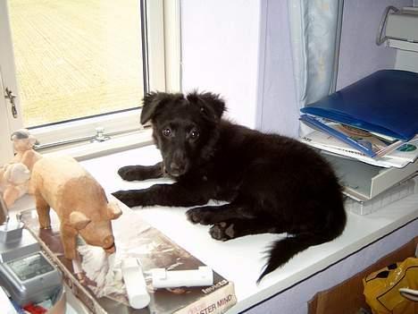 Blanding af racer Bølle solgt til ex konen - skal nok passe på herfra billede 12