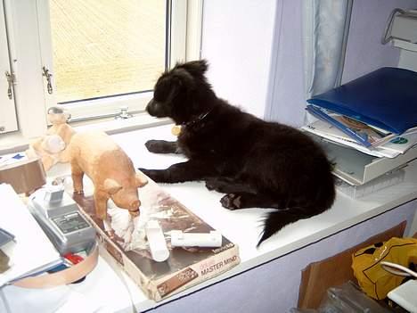 Blanding af racer Bølle solgt til ex konen - Hov der kommer da nogen billede 13