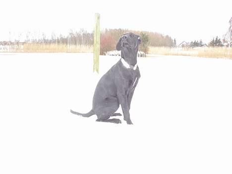 Blanding af racer Ricko billede 13