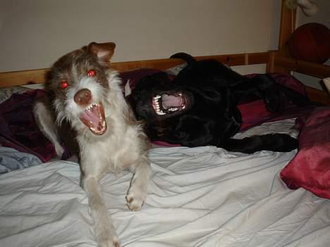 Blanding af racer Ricko - Apels i i i i n billede 14