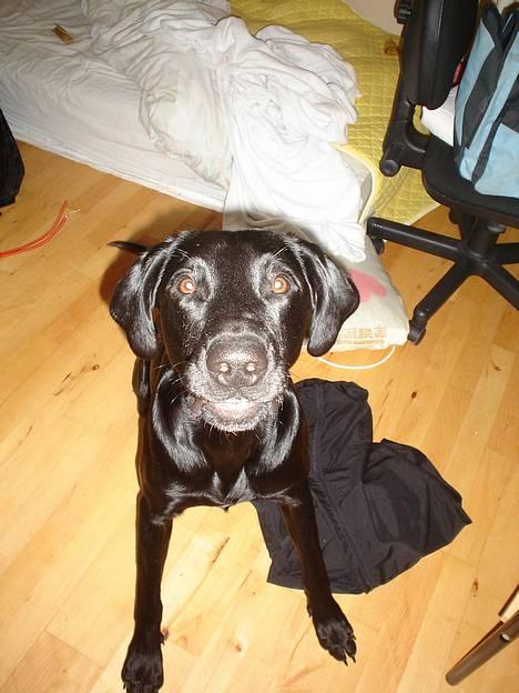 Blanding af racer Ricko billede 15