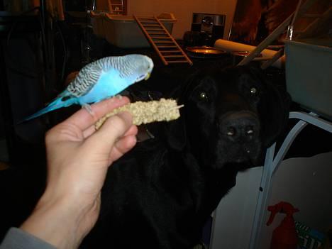 Blanding af racer Ricko billede 16