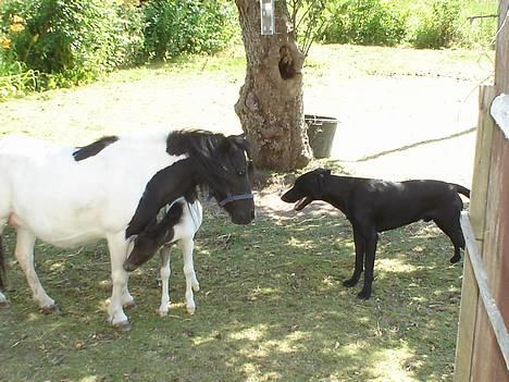 Blanding af racer Ricko billede 17