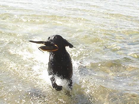 Blanding af racer Ricko - Jeg ELSKER bare vand. billede 18
