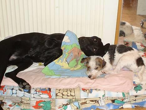 Blanding af racer Ricko billede 19