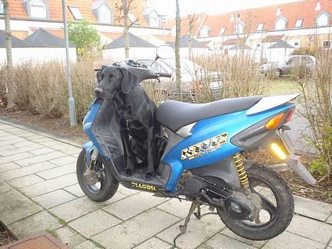 Blanding af racer Ricko - Hvad så tøser!! billede 20