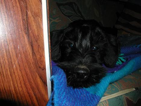 Riesenschnauzer Holli R.I.P <3 - åh nej ikke flere billeder.. billede 1