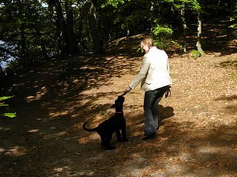 Riesenschnauzer Holli R.I.P <3 - Miss Holli og jeg på vores aller første gå tur ca 12 uger gammel billede 2