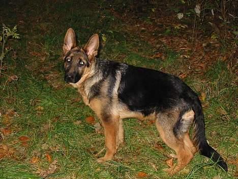 Schæferhund Bonnie <3 billede 3