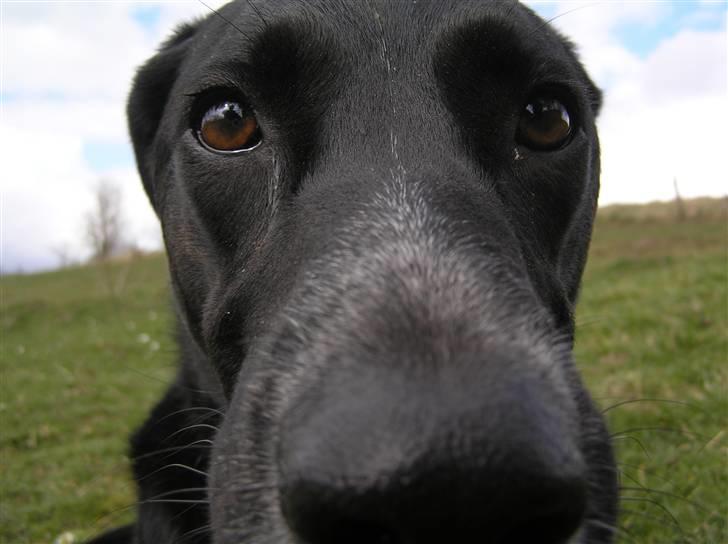 Blanding af racer Tikka billede 3