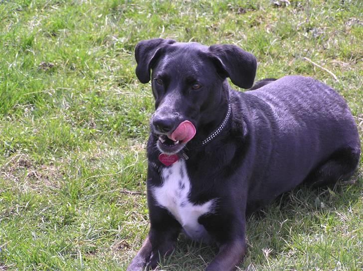 Blanding af racer Tikka billede 4