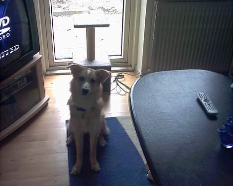 Blanding af racer Rica. billede 4