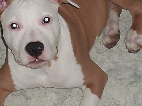 Amerikansk staffordshire terrier ,. Kato ( Ny Ejer "Tina N - Nyt billed d 20/02-06 ,. Hva vil du noget eller hva ? :D  billede 16