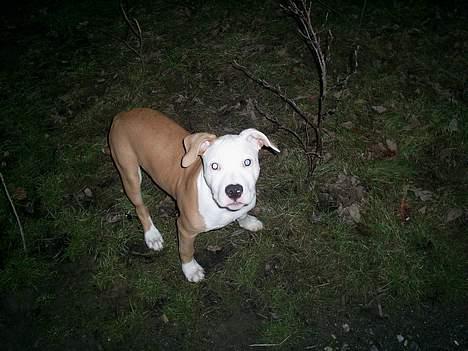 Amerikansk staffordshire terrier ,. Kato ( Ny Ejer "Tina N - Seje ,. :D billede 17