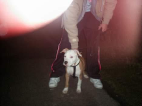 Amerikansk staffordshire terrier ,. Kato ( Ny Ejer "Tina N - Mig og far giver den gas udenfor ,. Det er koldt men jeg er for tof til andet ;D billede 18