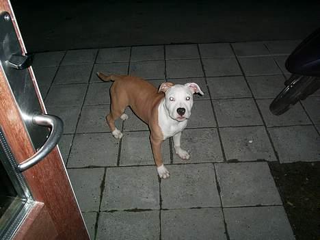 Amerikansk staffordshire terrier ,. Kato ( Ny Ejer "Tina N - MIg ? Nej jeg vil sku ikke med ind igen ;D  billede 19