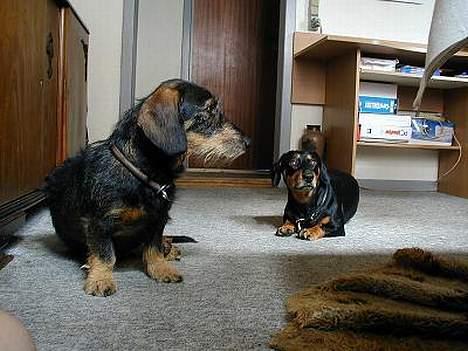 Gravhund Gandalf. - Far og Søn. billede 9