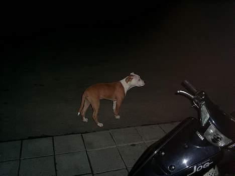 Amerikansk staffordshire terrier ,. Kato ( Ny Ejer "Tina N - Nej sagde jeg , kan du ikke høre far ? Jeg vil ud og lege :D Seesss billede 20