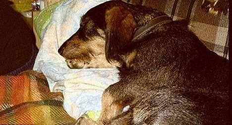 Gravhund Gandalf. -  en lur på mors pude er altid godt :.-) billede 10