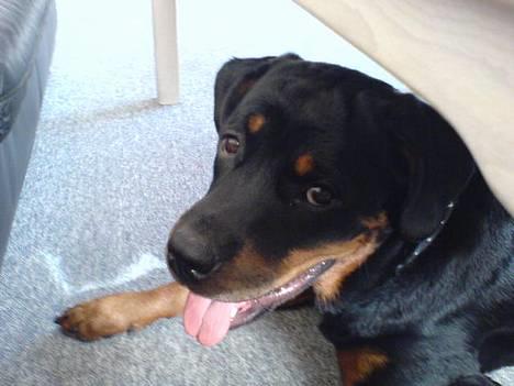 Rottweiler Viva billede 1
