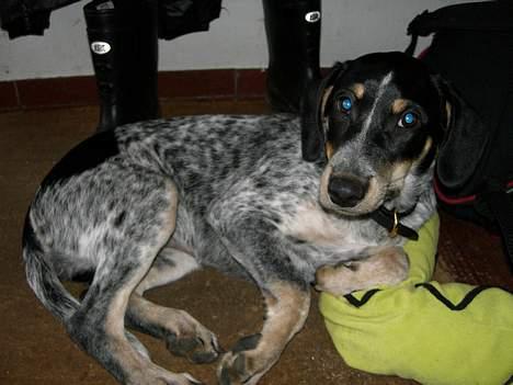 Blanding af racer dusty billede 1