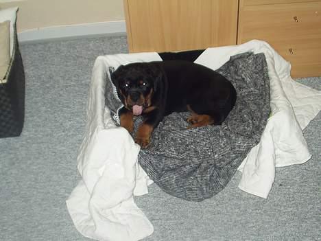 Rottweiler Viva billede 2