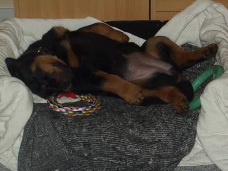 Rottweiler Viva billede 3