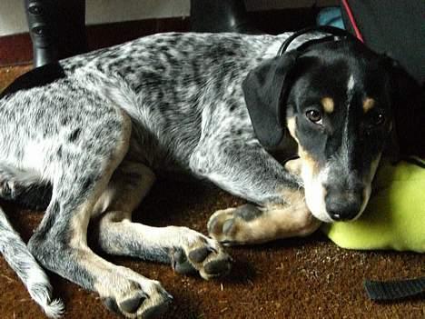 Blanding af racer dusty billede 2