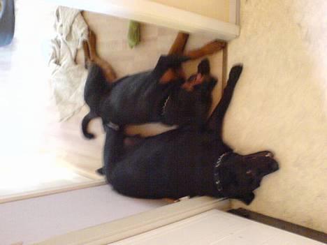 Rottweiler Viva billede 4