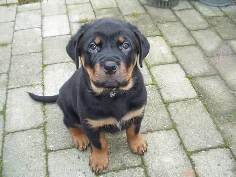 Rottweiler Viva billede 5