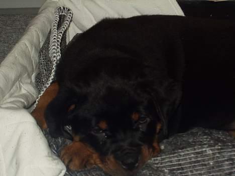 Rottweiler Viva billede 6