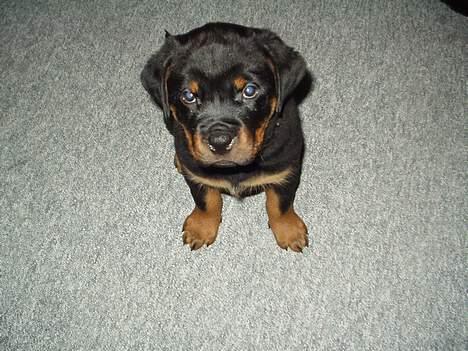 Rottweiler Viva billede 7