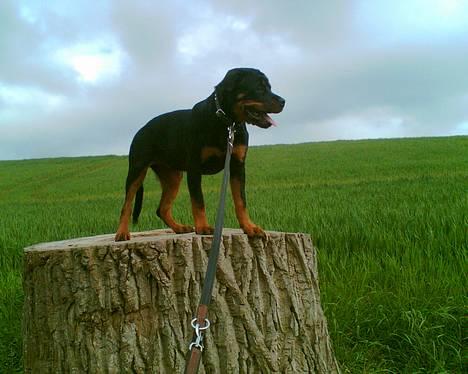 Rottweiler Viva billede 8