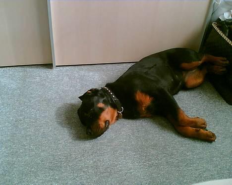 Rottweiler Viva billede 9