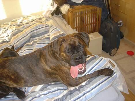 Boxer Bastian - Boxere skal altid række tunge, når de gaber ;-) billede 10