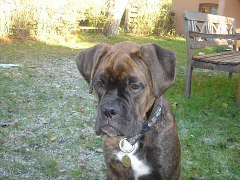Boxer Bastian - Her er jeg 4½ måned. billede 11