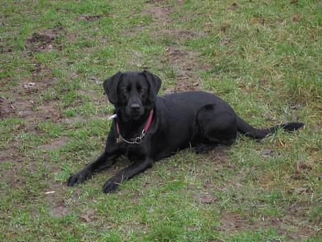 Labrador retriever Kiki - Kiki, som ligger og passer på kaninerne. billede 1