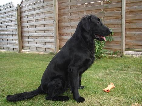 Flat coated retriever Gonzo - Jeg er flot....he..he billede 16