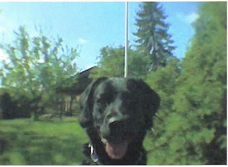 Labrador retriever Kiki - Kiki. billede 2