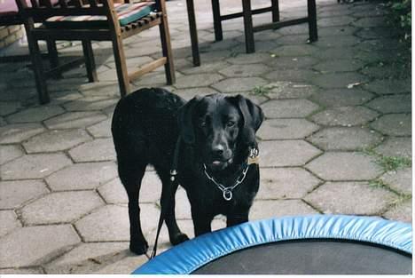 Labrador retriever Kiki - En træt hund, som lige har været ude at gå. Hehe... billede 3
