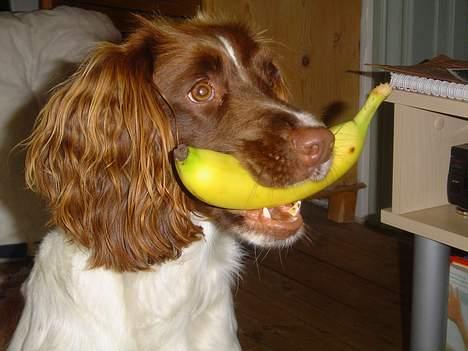 Engelsk springer spaniel jill - Jaa..En banan:D billede 6