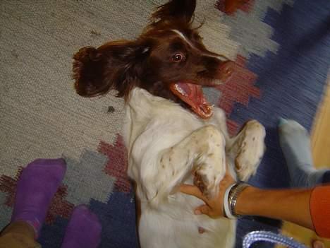 Engelsk springer spaniel jill - Selv om hun ser sød ud kan hun også være farlig..Hehe billede 7