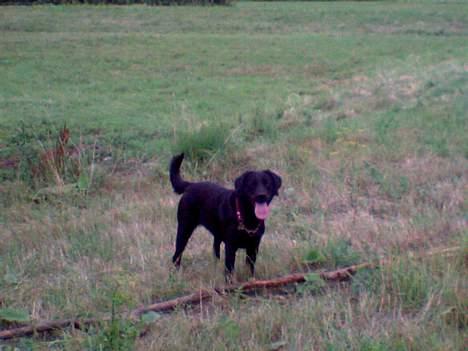 Labrador retriever Kiki - Kiki, som gerne vil have den store pind/køb med hjem. Den var over 2m. hun kun gå lidt med den :D billede 4