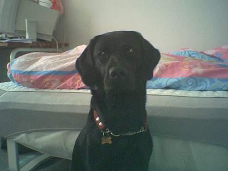 Labrador retriever Kiki - Hun ser lidt sur ud heh..MÅSKE !!! billede 5
