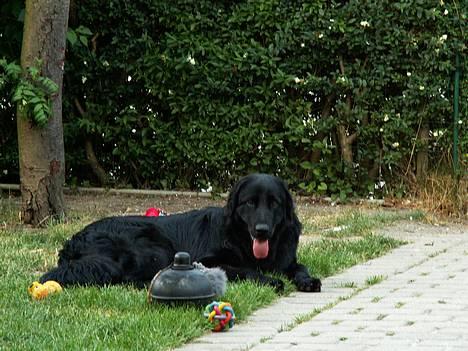 Hovawart Frodo the black panther R.I.P. 14.11.14 - Dejligt billede ikk´ billede 12