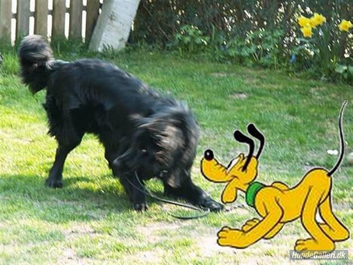 Hovawart Frodo the black panther R.I.P. 14.11.14 - Nej Pluto, du må ikke gå tur med mig. billede 13