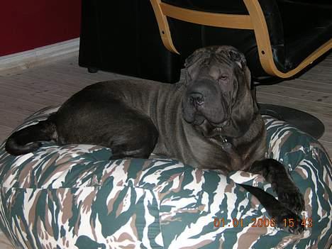 Shar pei Andrea - herfra kan jeg se alt der sker. billede 14