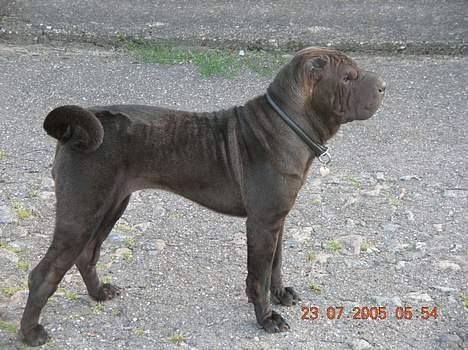 Shar pei Andrea - kigger efter morgensolen. billede 15