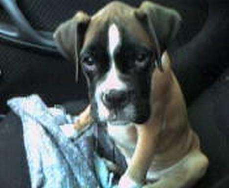 Boxer Qato billede 1